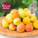 南高梅 完熟 梅 梅干用 梅 2Lサイズ~4Lサイズ 混合 和歌山 国産 大粒