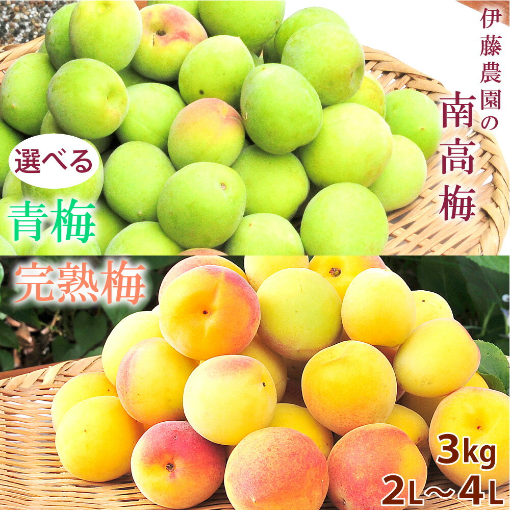＼6月11日までエントリーでポイント最大10倍／父の日 お中元 御中元 早割 夏 ギフト ギフト プレゼント 南高梅 和歌山産 青梅 梅 2L 3L 4L サイズ ミックス 和歌山県産 3kg 国産 70〜80個 梅ジュース 梅シロップ 梅酒 家庭用 ume ウメ うめのサムネイル