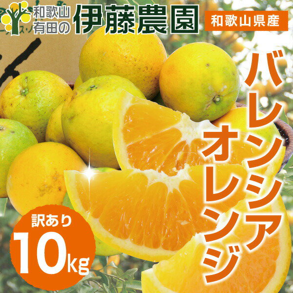 バレンシアオレンジ 訳あり 10kg 送料無料 和歌山 国産 和歌山 オレンジ 春 の みかん 自宅用 手詰め 箱買い ノーワックス ノーブラッシング 特別栽培 詰め合わせ