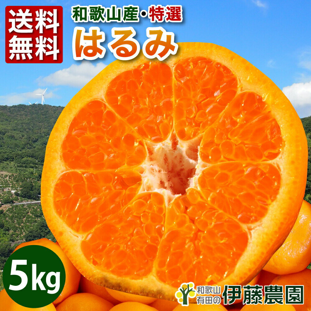 はるみ みかん 5kg 送料無料 和歌山 ハルミ 美品 春 の みかん 手詰め 箱買い ノーワックス ノーブラッシング 特別栽培 贈り物 詰め合わせのサムネイル
