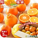 柑橘詰め合わせ かんきつ みかん 訳あり 5kg 和歌山産み