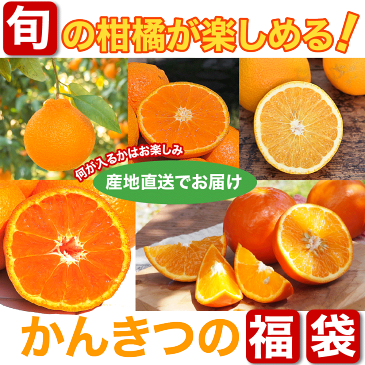 河内晩柑 セミノール カラマンダリン 甘夏 など 春 の みかん かんきつ 詰め合わせ 訳あり 5kg 送料無料 和歌山 自宅用 フルーツ 盛り合わせ 福袋 お楽しみ 箱 柑橘類 手詰め 特別栽培