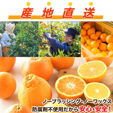 デコポン同品種 不知火 はるみ ポンカン 清見オレンジ 八朔 甘夏 など 春 の みかん かんきつ 詰め合わせ 訳あり 5kg 送料無料 和歌山 自宅用 フルーツ 盛り合わせ 福袋 お楽しみ 箱 柑橘類 手詰め 特別栽培 北海道 沖縄 送料 756円