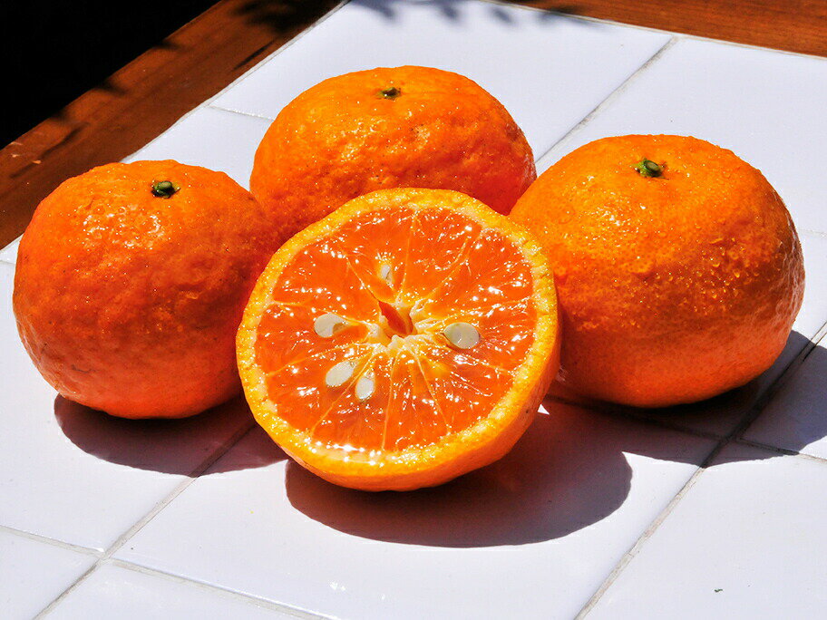 南津海 なつみ 10kg 送料無料 和歌山 ナツミ 美品 春 の みかん 手詰め 箱買い ノーワックス ノーブラッシング 特別栽培 お返し 贈り物 詰め合わせのサムネイル