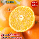 【2箱購入で5kg分送料無料 3箱購入で2.5kg増量!10kg分でお届け】セミノール 訳あり 2.5kg 送料無料 和歌山 春 の みかん オレンジ 自宅用 ...