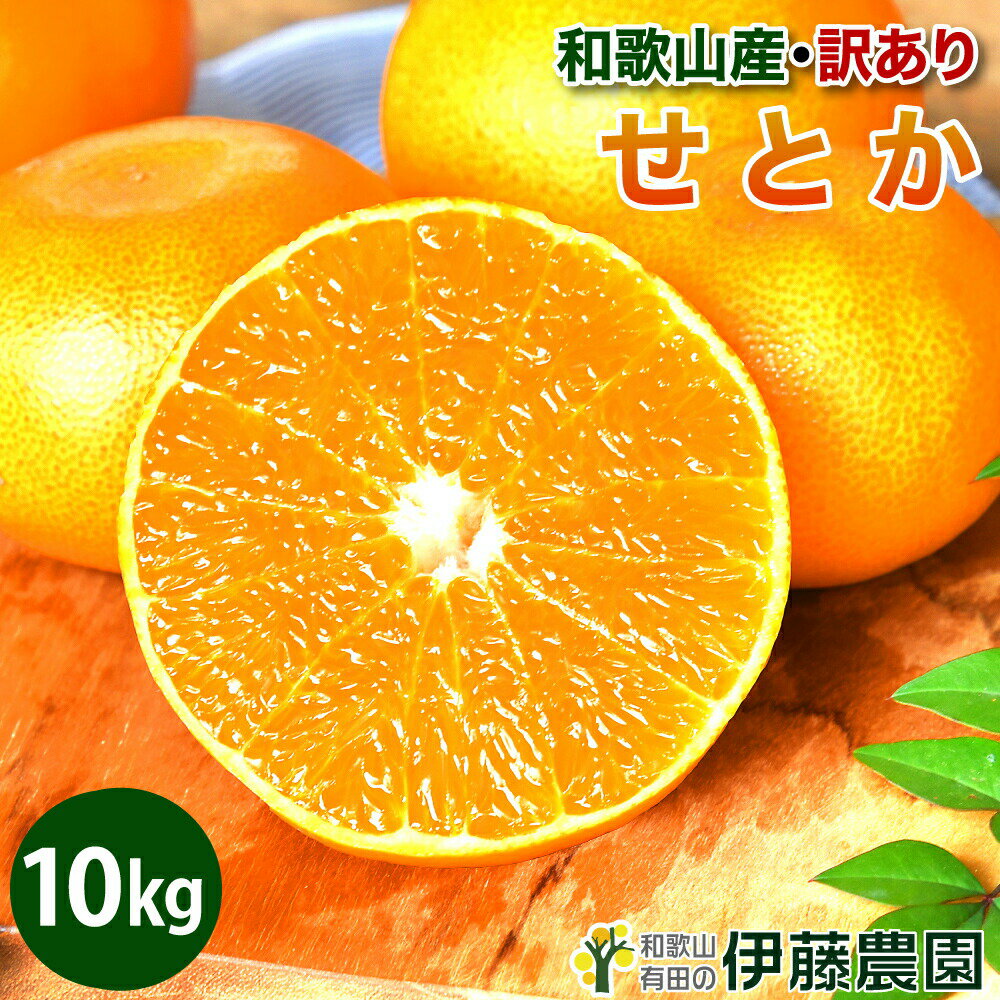 せとか みかん 訳あり 10kg 送料無料 和歌山 希少 柑橘の大トロ オレンジ 自宅用 手詰め 箱買い ノーワックス ノーブラッシング 特別栽培 詰め合わせのサムネイル