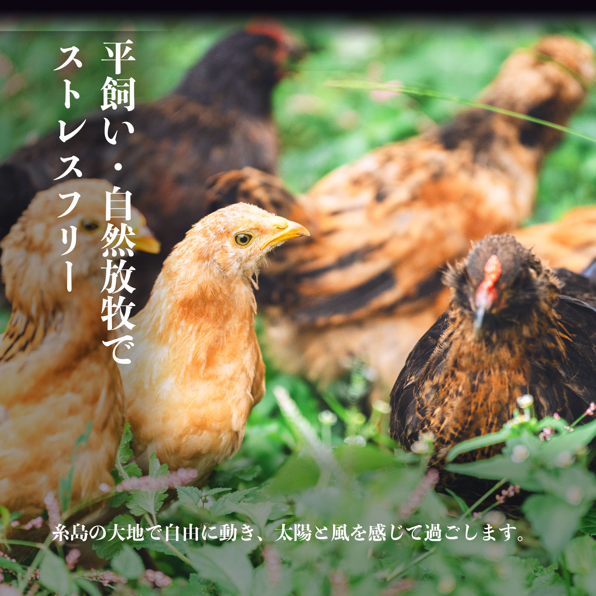 Itoshima Blue (イトシマブルー) 青いたまご アローカナ種 天然青殻卵