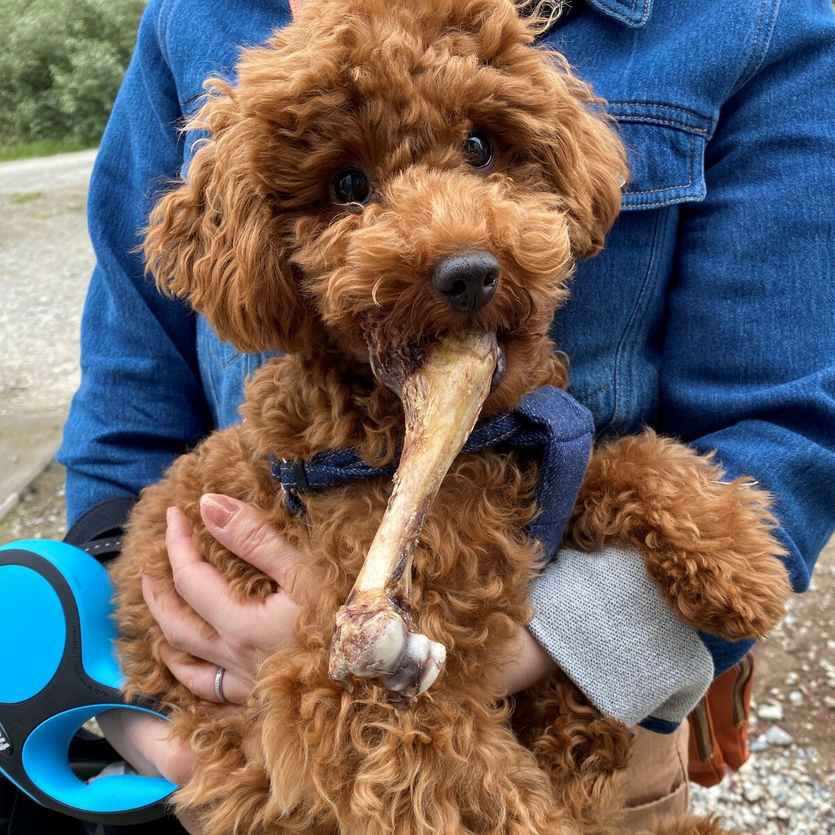 ���ӥ����㡼���������ʸ���ǭ�ѡ����������������㡼����������ġ������ڥåȥ��㡼�������ڥåȥա��ɡ�̵ź�á��ڥå��ѡ�ŷ���Ǻࡡ����