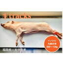 国産 猪肉 丸焼き用 業務用 約8~10KG ジビエ バーベキュー 送料無料 糸島ジビエ