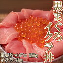 【いくら増量】 クロマグロ いくら丼 120g イクラ40g