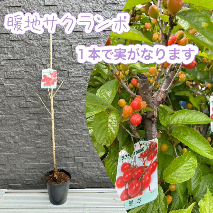 img src="https://image.rakuten.co.jp/itsukigardennae/cabinet/imgrc0093043044.jpg" width="100%"> 学名 Cerasus pseudo-cerasus (Lindl.) G.Don　バラ科　サクラ属 収穫時期 4月下旬～5月上旬 お子様や大人にも大人気のサクランボをご家庭でそだててみませんか？ 植え付けは、2月～3月あたりがおすすめです。 これから木を植えてみようとお考えお方おすすめ商品！誰でも簡単に 実をつけることができる商品になっております。 小枝など、冬場に選定などを加えてあげることにより 実の付き方も増します。 いつもスーパーなどで購入していたあのサクランボが家のお庭で食べることができます。 是非お買い求めください！