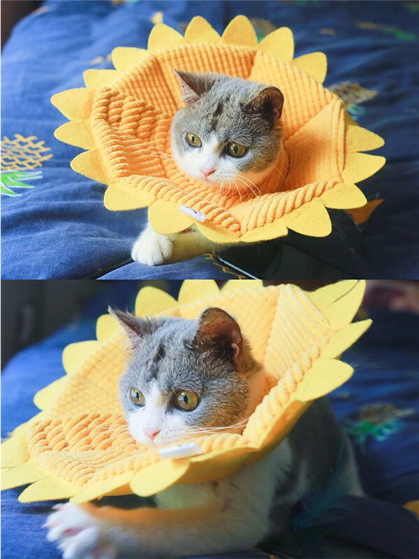 ���ꥶ�٥����顼 ǭ�� ���� ���ե� ���餫 �ʼ� ���� �Ѹ� ���餫�� �إ륹���� �ݸ�� ���Ӥ��ɻ� �����ɻ� ������ ��ǥ �Ѹ奦���� ��Ŭ Ĵ����ǽ �����ݸ� ���Ӥ��ɻ� �����ߤ��ɻ� ��� �դ�դ�k2013d3