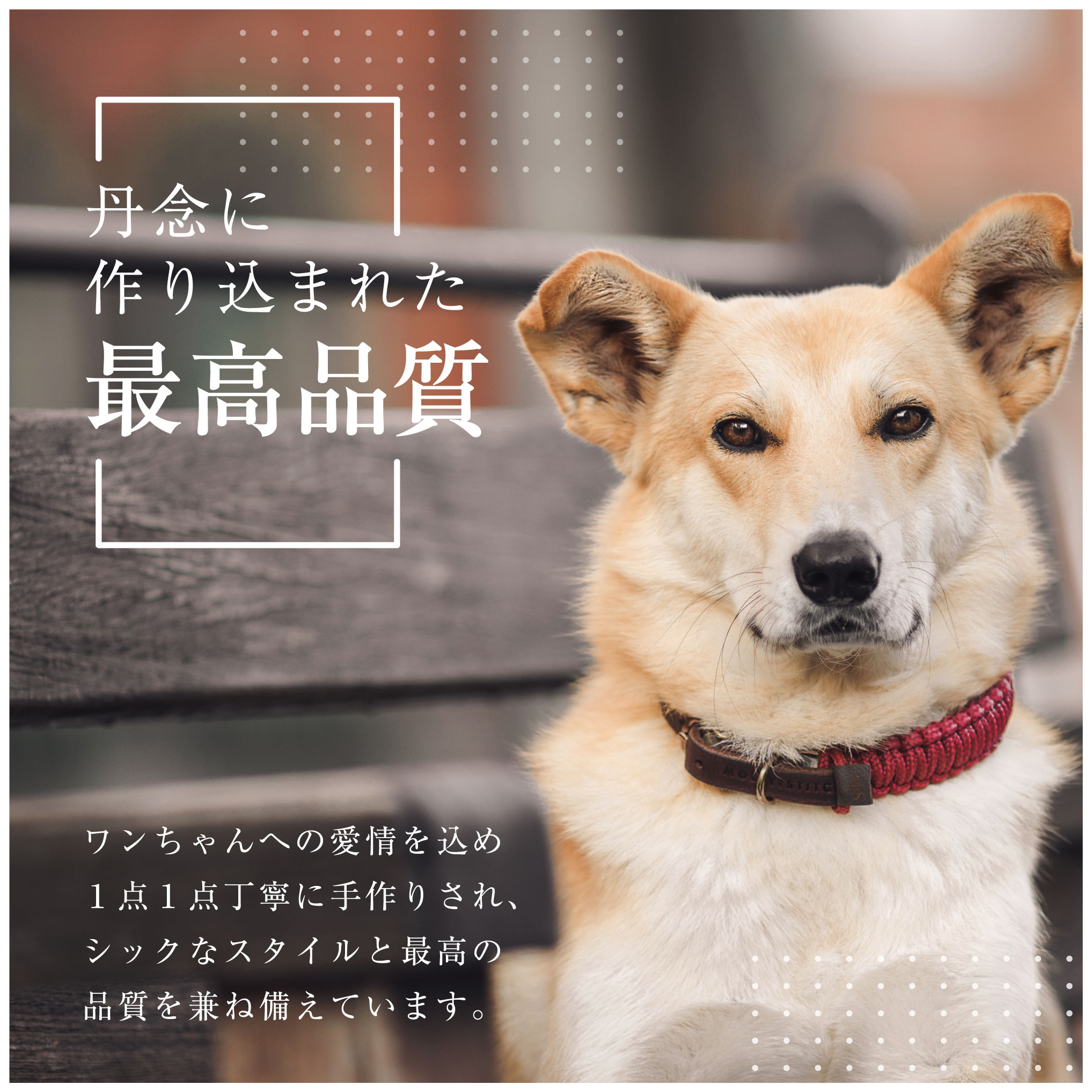 【アウトレット 70%OFFセール！】首輪 リード セット Sサイズ 犬 小型犬 パグ シー...