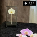 【送料無料】 胡蝶蘭 ドライフラワー オリジナルギフト 誕生日 記念日 開店祝い お供え 仏花 ガラス The iTTO S