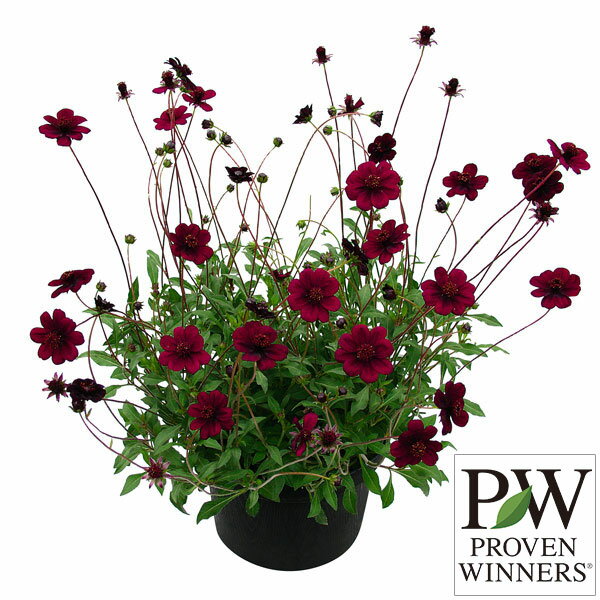 【花苗】チョコレートコスモス チョカモカ 9cmポリポット 1苗 農林水産省品種登録 登録番号 第21806号のサムネイル