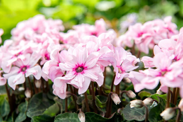 花苗 シクラメン イリュージア ピンクラテ 9cmポット 1苗のサムネイル