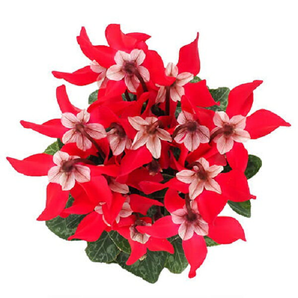 【花苗】シクラメン ジックス レッド 9cmポット 1苗のサムネイル