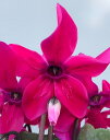 コメント： 下向きに咲く特殊なシクラメン 花弁内側の模様も美しい！ 学名、科名： Cyclamen persicum　サクラソウ科シクラメン属 英名： Cyclamen 和名： 豚の饅頭（ぶたのまんじゅう）、篝火花（かがりびばな） 別名： 種類： 半耐寒性多年草 草丈： 約20cm 花色： 濃いピンク 耐寒性： 約5℃まで 耐暑性： 普通 用途： ハンギング、プランター、鉢植え 植付時期： 11月上旬〜11月下旬 開花時期： 秋〜早春 生産地： 原産地： 北アフリカ〜中近東、ヨーロッパの地中海沿岸地域 お届け状態： 9cmポット1苗 植え方： 市販の鉢花・草花用培養土を用いるのが簡単です。 自分で配合するときは、赤玉土小粒4、腐葉土4、鹿沼土細粒2の割合でつくります。 また、元肥として緩効性化成肥料を1平方メートル当たり3g程度用土に加えます。 育て方： 日当たりの良い場所に置き、乾燥気味に管理してください。 過湿に注意し、水を与える時は球根に水がかからないように与えます。 植付け時に元肥を施し、2〜3週間後から液肥を1週間に1回与えてください。 備考： ・生物ですので大きさや色に個体差があります。 ・苗でのお届けになりますので、花芽はついていない場合がございます。 ・北海道、沖縄及び離島への苗の発送はお受けしておりません。 ・7日以降のお取り置きはお受けできません。 ・商品をお受けする際の期日指定は7日以内でお願い致します。 ・7日を過ぎる場合は別途ご連絡ください。 ・ラッピングはお受けできません。 ・商品到着後は速やかに風通しの良い涼しい場所に移して管理してください。 ・植え付け後の栽培条件、天候などにより結果が異なります。 ・商品の成長後や収穫物に対する補償はいたしかねます。 ・モニターの設定等により実物と色が違って見えることがあります。ご了承ください。 &nbsp;【花苗】シクラメン ペチコート ネオンピンク くるくる　ひらひら　ペチコートがひるがえる♪ 使用植物はこちら↓↓カラーリーフ 白竜 ビオラ ラブラドリカ リシマキア ペルシャン チョコレート ヘデラ（アイビー）　タイニーフェザー