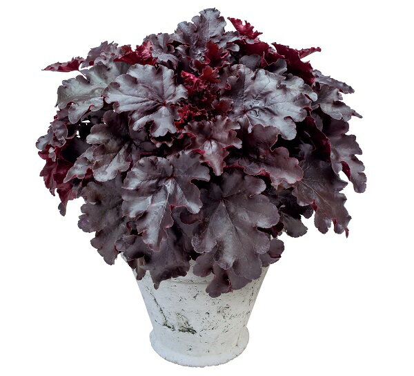 【花苗】ヒューケラ・ドルチェ ビターショコラ 9cmポット 1苗 農林水産省品種登録 登録番号 INHEU14-03のサムネイル