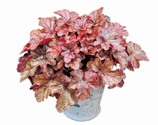 【花苗】ヒューケラ・ドルチェ メープルファッジ 9cmポット 1苗農林水産省品種登録登録番号 INHEU10165のサムネイル