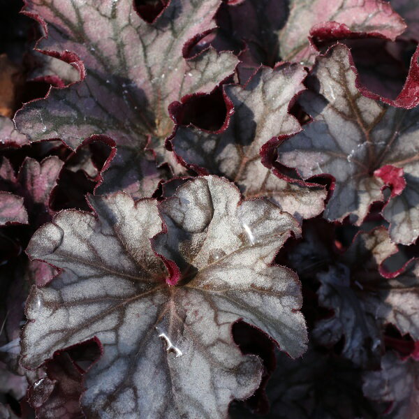 【花苗】ヒューケラ・ドルチェ シルバーデューク 9cmポリポット 1苗農林水産省品種登録出願 第32991号のサムネイル