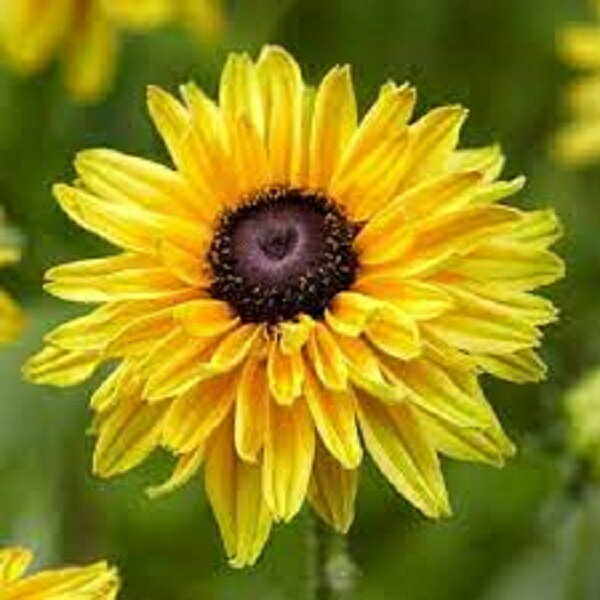 【花苗】ルドベキア アーバンサファリ サハライエロー 10.5cmプリントプラ鉢 1苗 農林水産省品種登録 出願予定品種のサムネイル