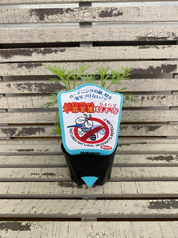 【花苗】不寄草集 蚊不寄（カよらず） 9cmポット 1苗のサムネイル