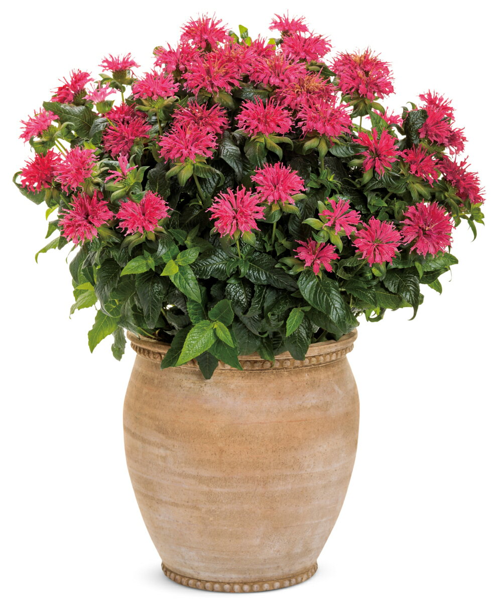 花苗 モナルダ フォーグ ローズ 11cmロングポット 1苗 農林水産省品種登録 出願予定品種