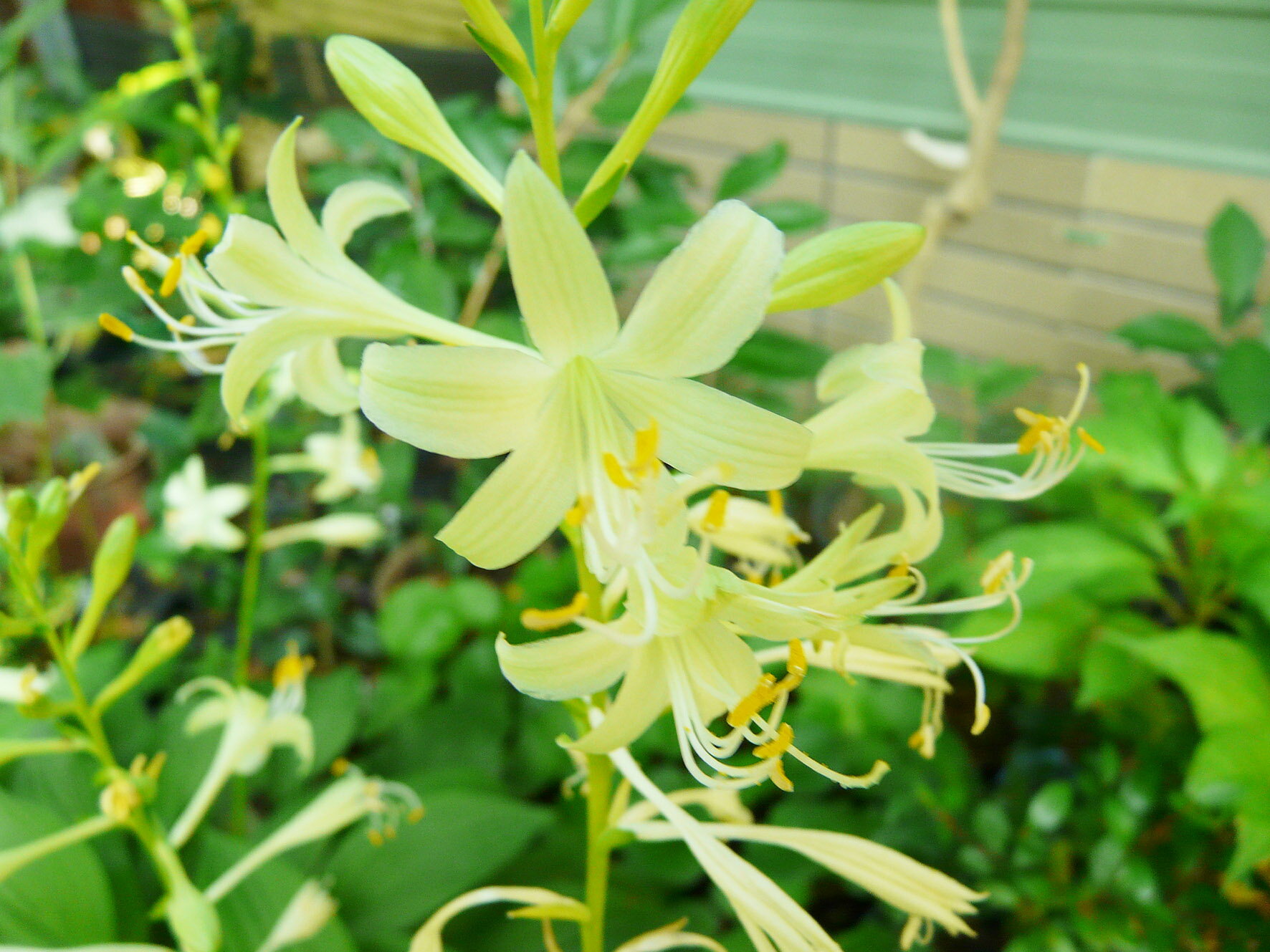 【花苗】ホスタ（ギボウシ）ミラクルレモニー 10.5cmポット 1苗 農林水産省品種登録 品種登録番号：第22119号