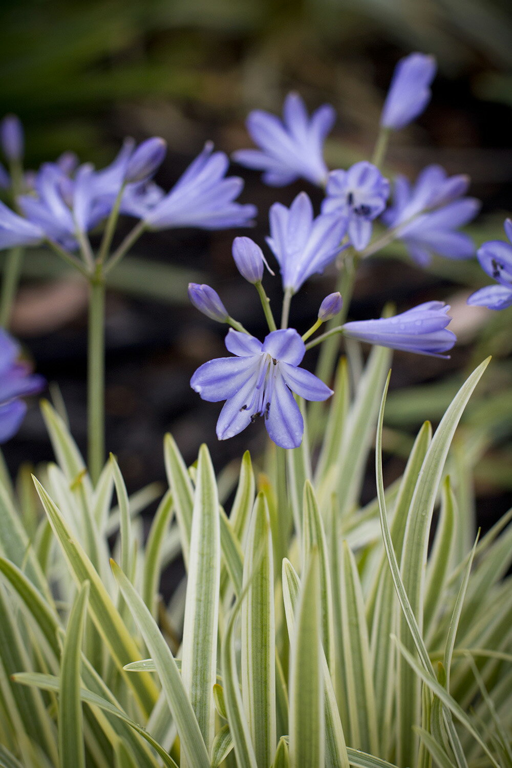 【花苗】アガパンサス ゴールデンドロップ 10.5cmロングポット 1苗 農林水産省品種登録 出願名称 Golden Drop 出願番号 第30950号 ※海外持出禁止（農林水産大臣公示有）のサムネイル