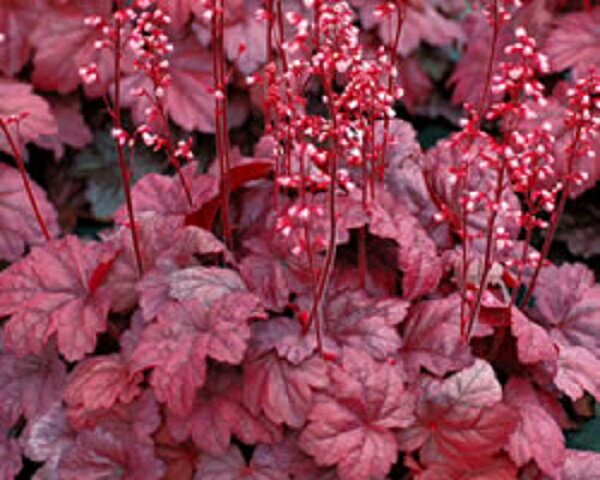 【花苗】ヒューケラ グレープソーダ 9cmポット 1苗 農林水産省品種登録 登録番号 第30864号のサムネイル