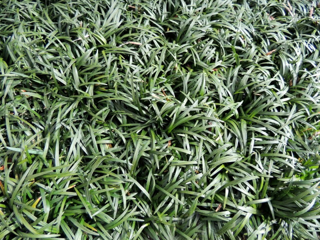 【花苗】グランドカバー 玉竜 9cmポット 1苗