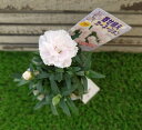 【花苗】寄せ植えカーネーション みるく 9cmポット 1苗