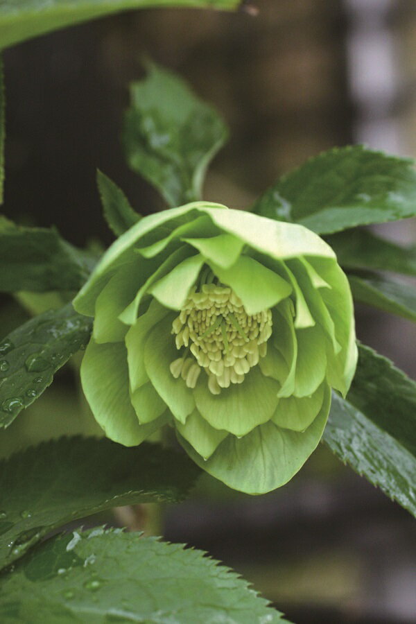 クリスマスローズ　デュメ系ddホワイト (大木ナーセリー)　未株分け　タグ付き 大木ナーサリーさんのクリスマスローズ | グリーンホビー