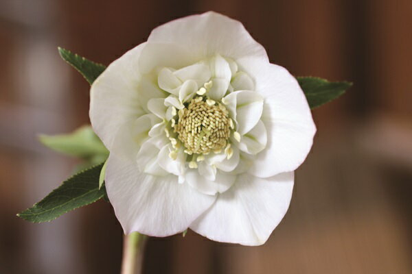 オリエンタリスハイブリッド苗クリス...