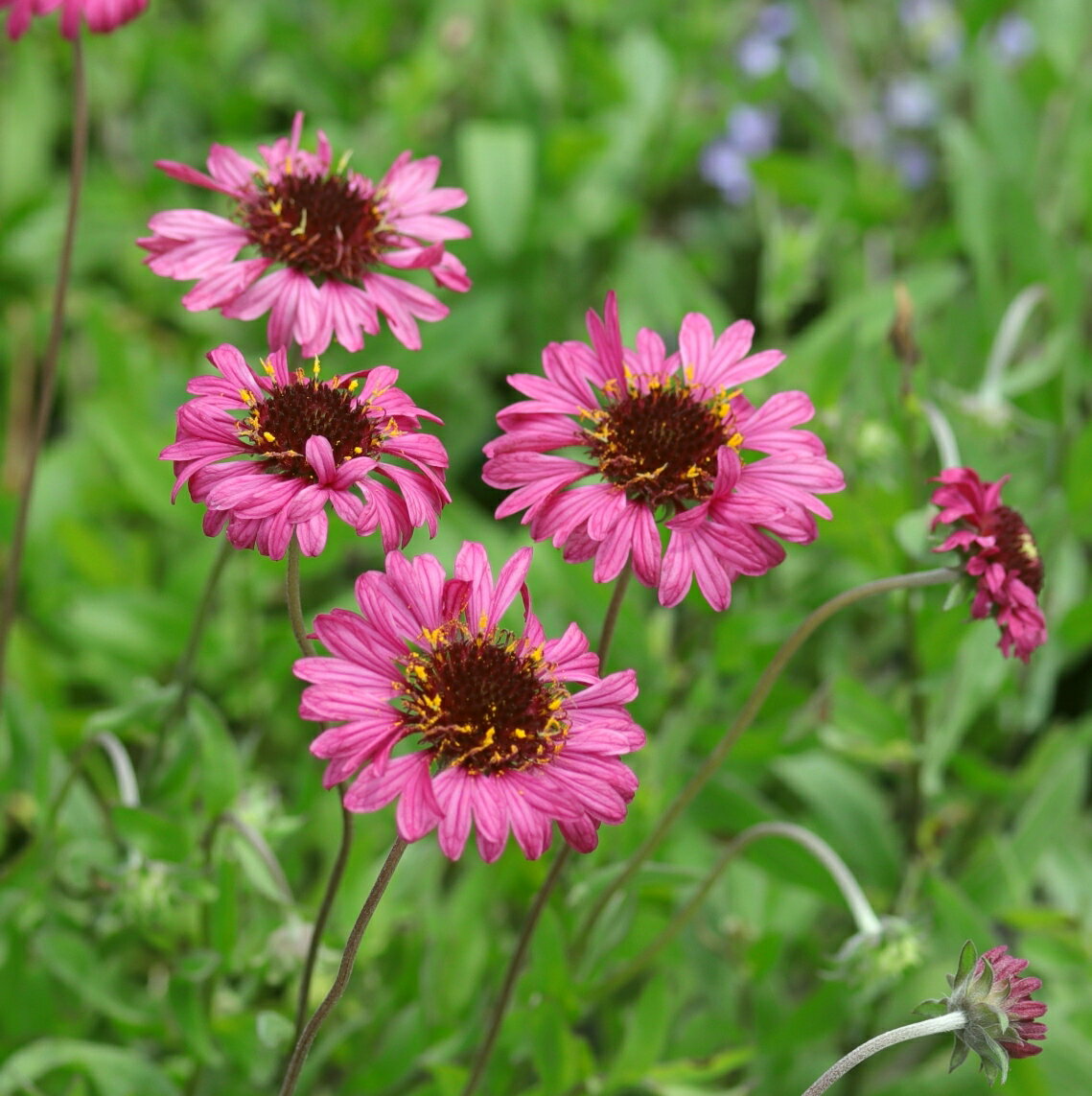 【花苗】ガイラルディア グレープセンセーション 10.5cmポット 1苗のサムネイル