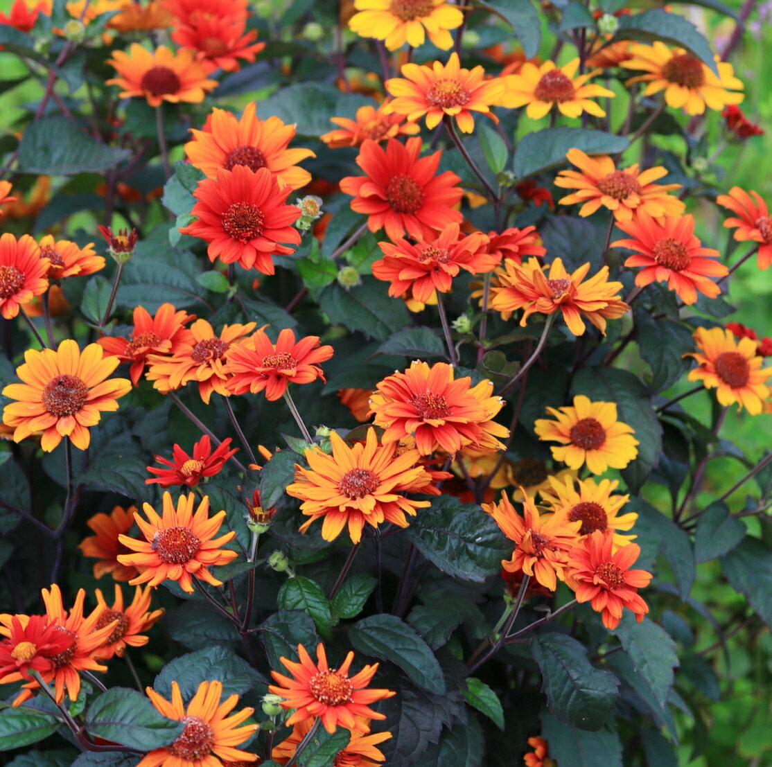 【花苗】ヘリオプシス ブリーディングハート 10.5cmポット 1苗のサムネイル