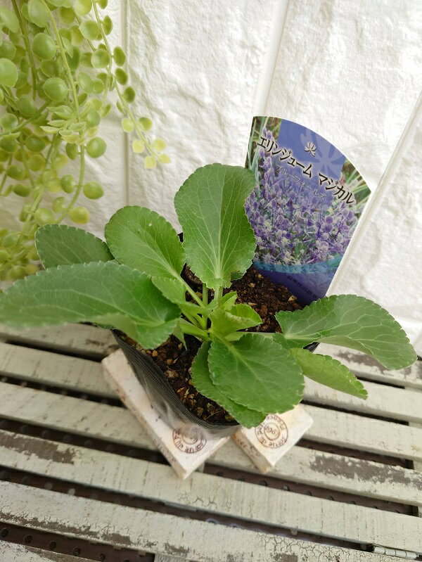 【花苗】エリンジューム マジカル ブルーフォールズ 10.5cmポット 1苗のサムネイル