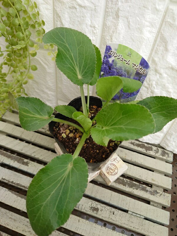 【花苗】エリンジューム マジカル パープルフォールズ 10.5cmポット 1苗のサムネイル