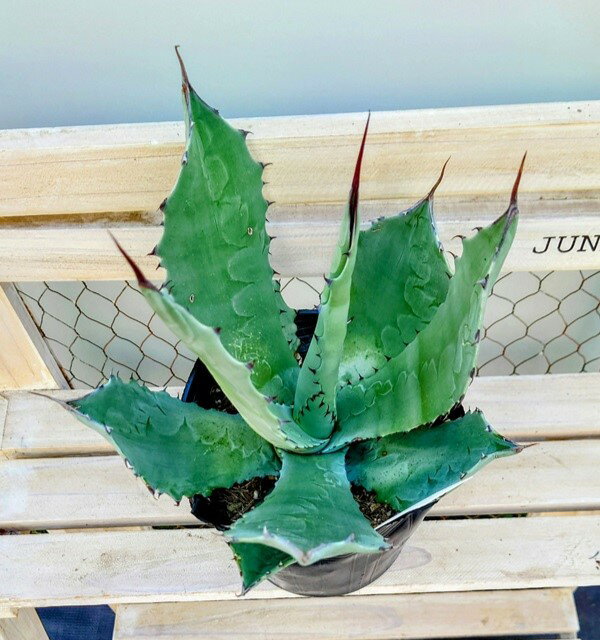 【花苗】アガベ シュリベイ マグナ 15cmポット 1苗