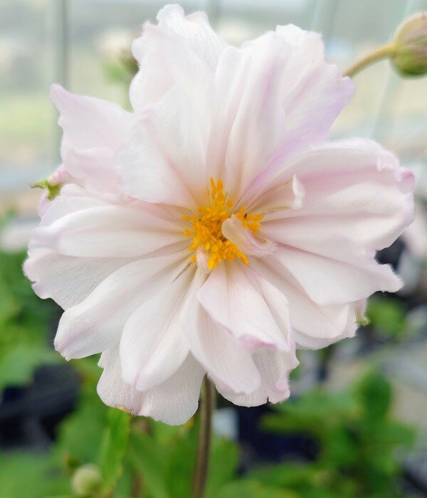 【花苗】アネモネ ドリーミングスワン12cmロングポット 1苗のサムネイル