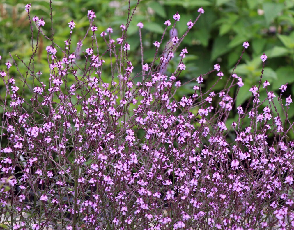 【花苗】宿根バーベナ バンプトン 10.5cmポット 1苗のサムネイル