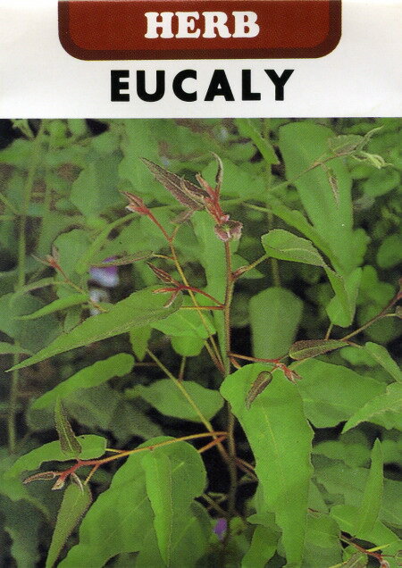 コメント： フトモモ科ユーカリ属の非耐寒性常緑高木です。 葉にレモンの香りがあり、室内で枝をゆするとレモンの香が部屋中に漂います。 葉を乾燥させてポプリやハーブティーに利用します。 学名、科名： Eucalyptus citriodora フトモモ科ユーカリ属 英名： Lemon-scented eucalyptus 和名： ユーカリノキ 別名： ユーカリ・シトリオドラ 種類： 非耐寒性常緑高木 草丈： 約20m前後 花色： 白色 利用方法： 原産地のオーストラリア地方では20mにも達するようになります。 大きく育つと耐寒性は増しますが、幼苗期は弱いので春に種をまくのが望ましいでしょう。 強いレモンの香りがし、ポプリなどに利用します。 防虫効果もあり、タンスの中に入れたりします。 播種時期： 4〜9月 収穫時期： 発芽適温： 約20℃ 発芽日数： 14～18日 播種深さ： 約1cm 花言葉： 「新生」「再生」 生産地： オーストラリア 内容量： 0.2ml 発芽率： 約50％以上 おおよその目安です。発芽率を保証するものでは有りません。 まき方： 5月の連休頃にポットに種をまくと比較的早い時期に発芽し、 水遣りをかかさなければ（いつも土が湿っている状態を保つ）、 夏を乗り切り秋には30cm程度までに成長します。 育て方： 日当たりがよい場所を好みますが、半日陰でも育成します。 耐寒性はありませんので（5℃〜）冬は室内で管理しましょう。 丈が高くなるのでピンチをしておきましょう。 一年を通してやや乾燥気味に育てます。 肥料も控えめで構いません。 栽培は比較的簡単な植物です。 備考： ・裏面には種のまき方などの日本語訳が付いております。 ・生産国の気候を基にしているため、日本の育て方と異なることがあります。 ・この種子を直接、食用・飼料用に使用しないで下さい。 ・お子様の手の届かない所に保管下さい。 ・直射日光・湿気を避け、涼しい所で保管下さい。 ・種子は本質上100%の純度は望めません。 ・播種後の栽培条件・天候等で結果が異なります。 　商品の成長後や収穫物に対する補償はいたしかねます。 ・独自に加工された場合は責任を負いかねますので予めご了承下さい。 ・モニターの設定等により実物と色が違って見えることがあります。 &nbsp;藤田種子株式会社【種子】レモンユーカリ 　