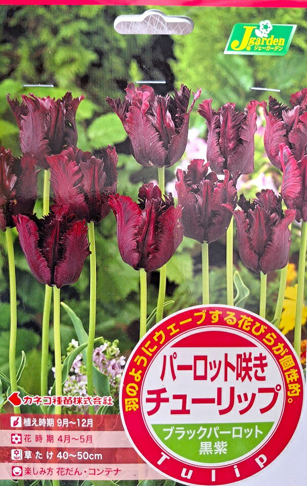 【花球根】パーロット咲き チューリップ ブラックパーロット 4球入 カネコ種苗の球根のサムネイル
