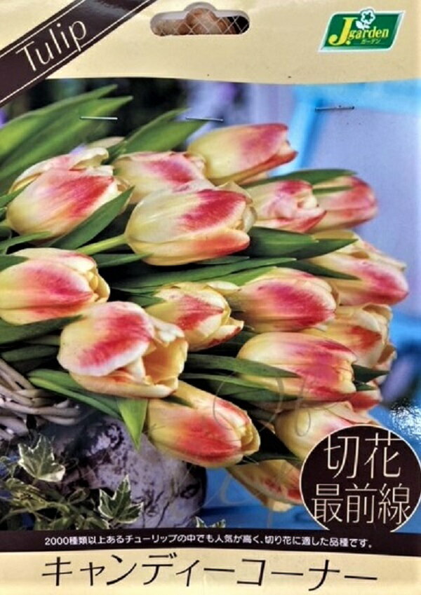 花球根 チューリップ 切花最前線 キャンディーコーナー 4球入 カネコ種苗の球根