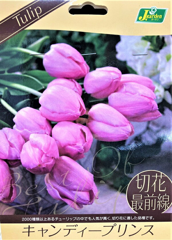 【花球根】チューリップ 切花最前線 キャンディープリンス 7球入 カネコ種苗の球根のサムネイル