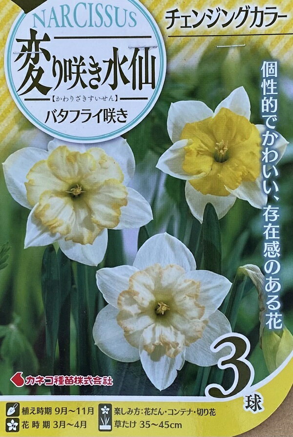 【花球根】変り咲き水仙 バタフライ咲き チェンジングカラー 3球入 カネコ種苗の球根