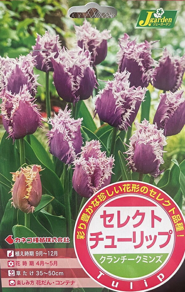【花球根】セレクトチューリップ クランチークミンズ 3球入 カネコ種苗の球根のサムネイル