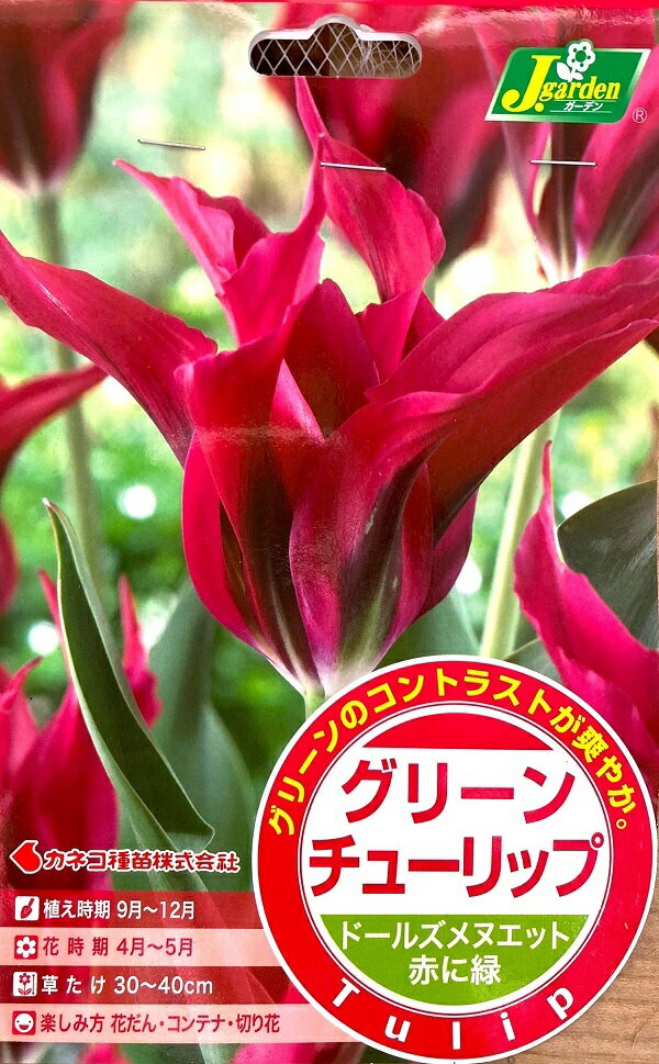 【花球根】グリーンチューリップ ドールズメヌエット 4球入 カネコ種苗の球根のサムネイル