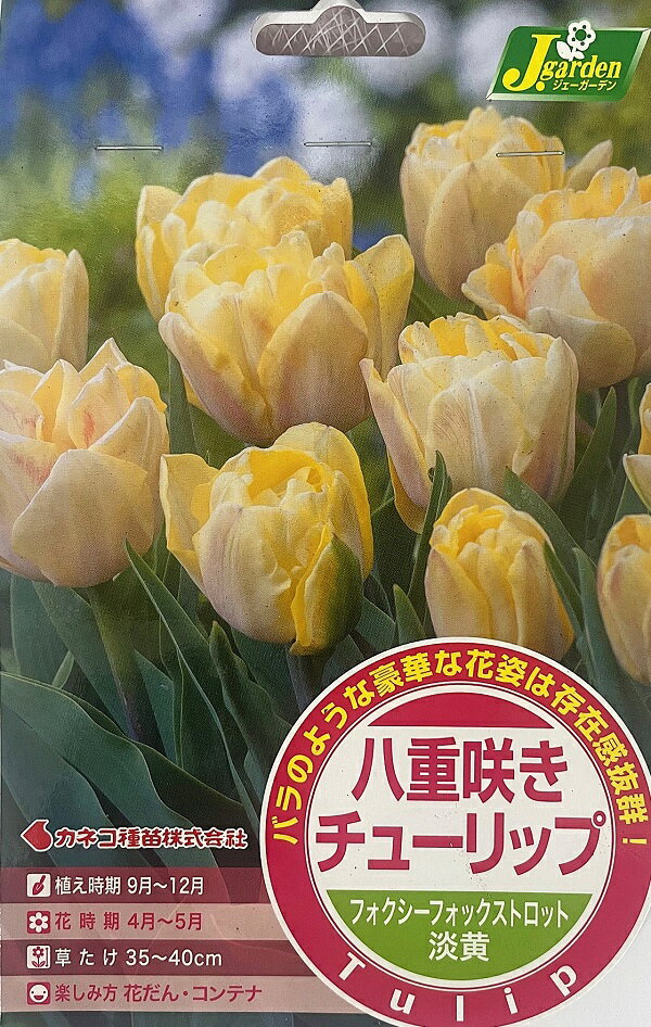 コメント： 一重に比べて花びらの枚数が多いチューリップです。 花が開くまではバラのような雰囲気でシャクヤクの様な豪華な印象です。 学名、科名： Tulipa gesneriana ユリ科チューリップ属 英名： Tulip 和名： 鬱金香（う...